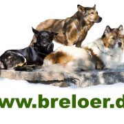 (c) Breloer.de