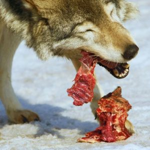 wolf eats meat