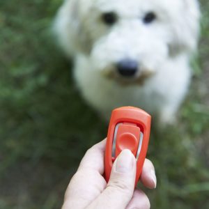 Pet Owner Training Dog Using Clicker